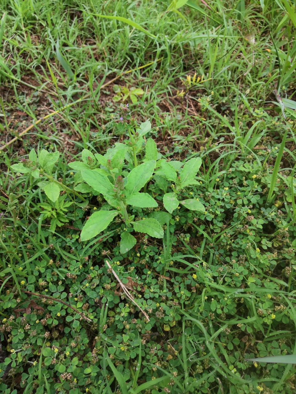 周末带孩子野外认94识草系列之荔枝草,全草可入药.