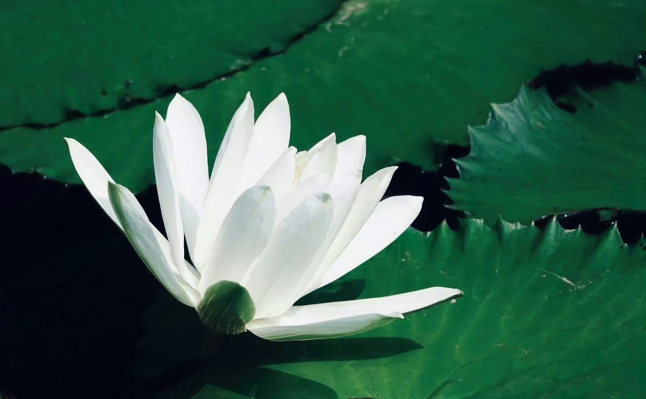 世俗了,生活每天都是限量版,努力使每一天,都开心而有意义,不为别人