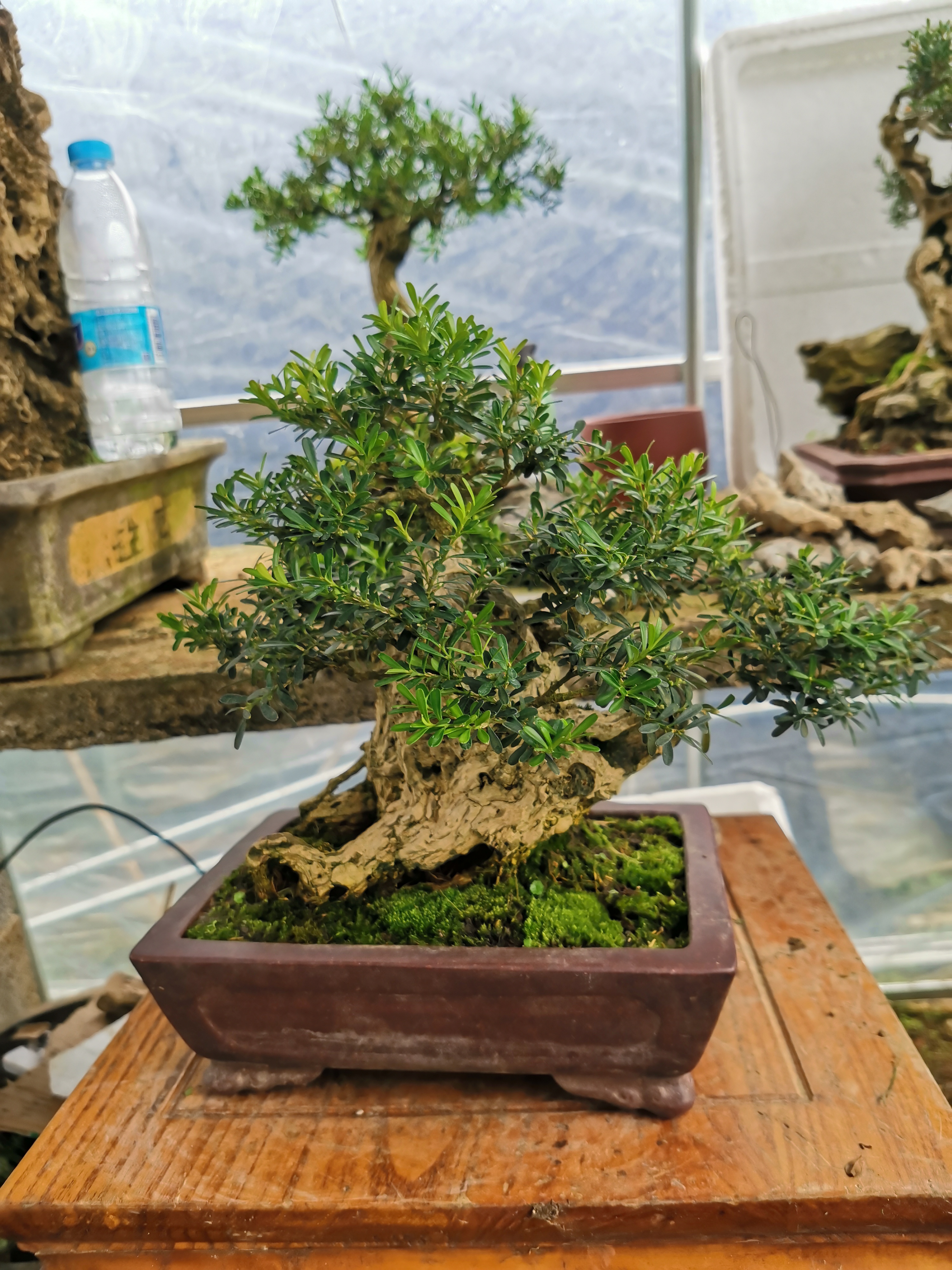 贵州米叶黄杨盆景,国内最受欢迎之一