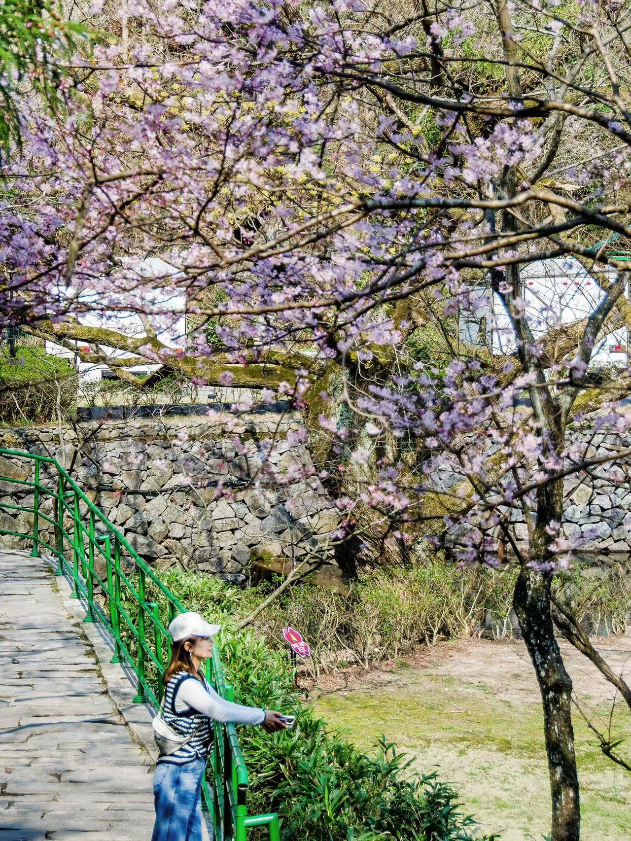 寧波踏青賞花好去處,在山頂遇見浪漫春天