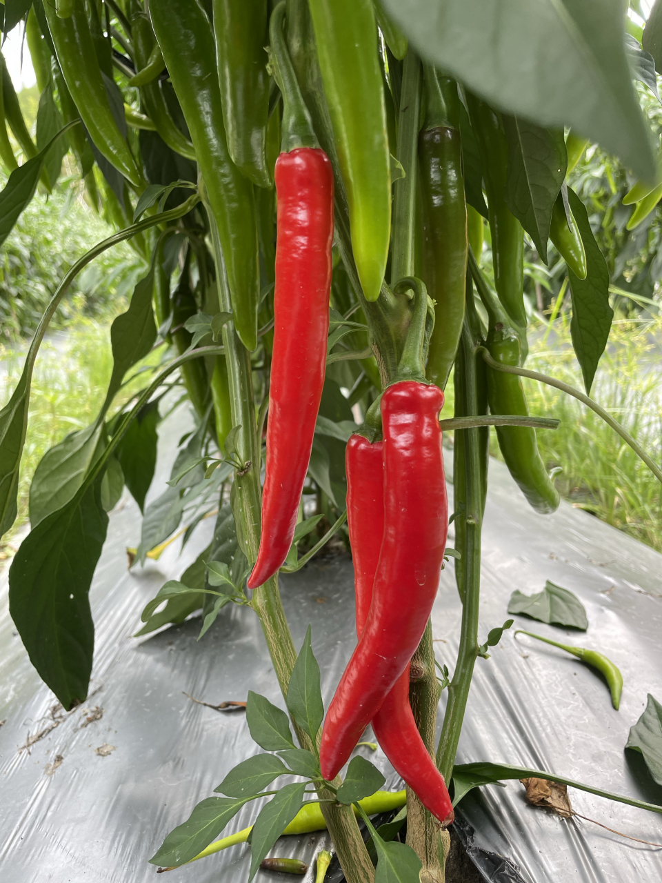 维生素:美人椒富含维生素c,每100克可提供超过100%的日常推荐摄入量.