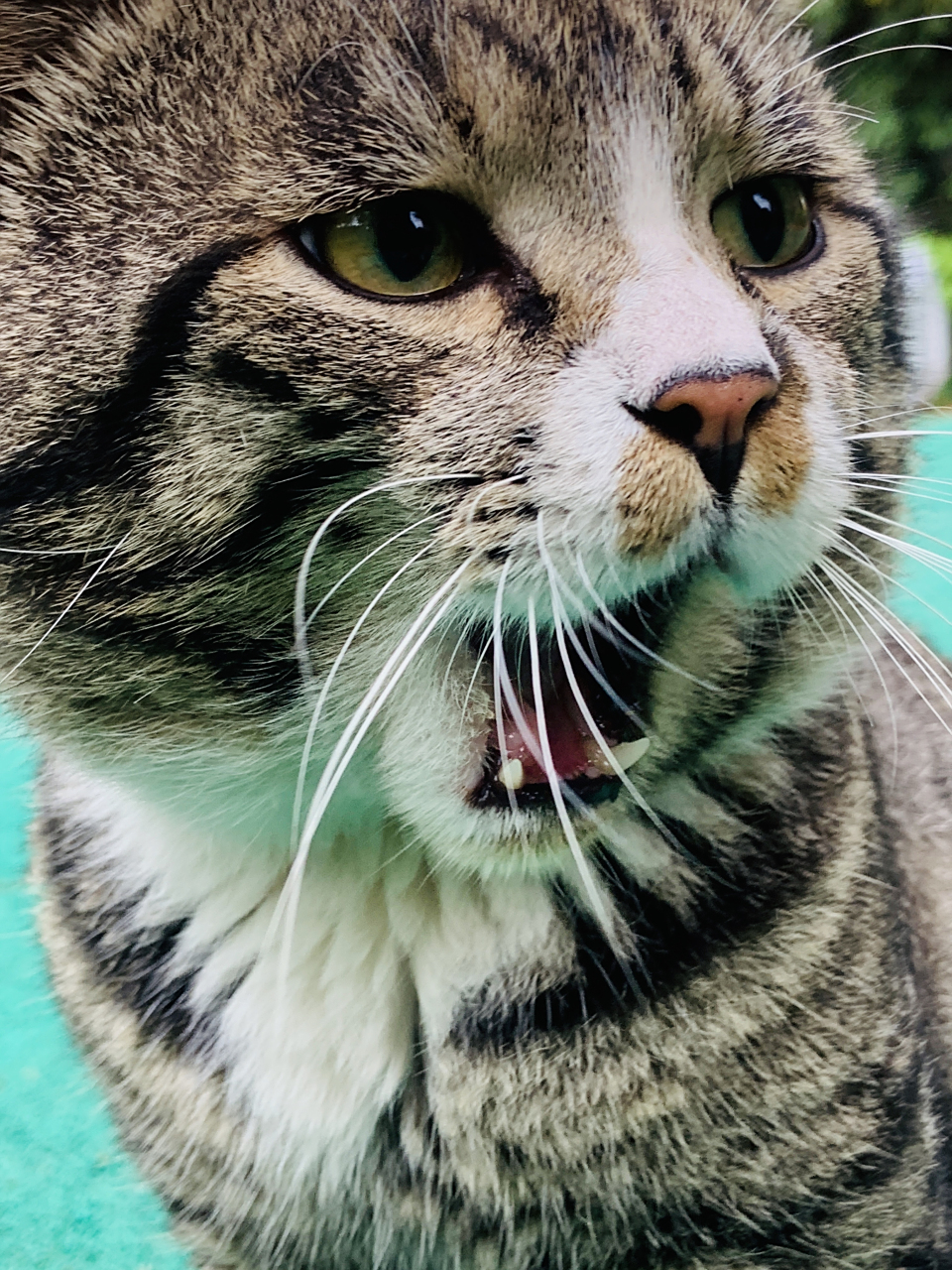 好久没看见的大花狸子#萌宠# #猫#  蠢萌萌的[打call][打call][打call