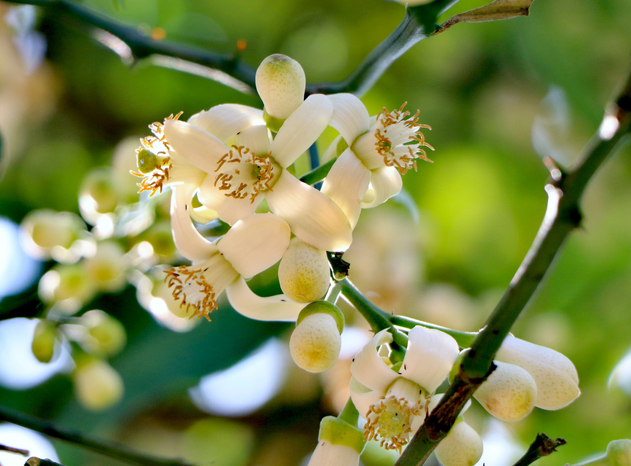 柚子花开满园香