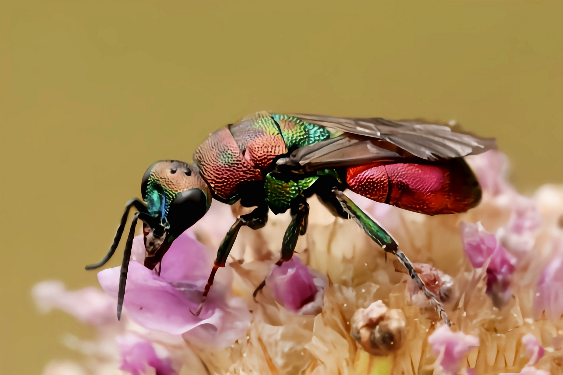 每天认识一种昆虫——杜鹃黄蜂  杜鹃黄蜂又名黄金黄蜂,红宝石黄蜂,紫