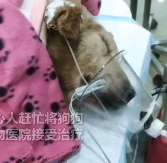 云南保安暴力打金毛,应不应该受到惩罚呢?