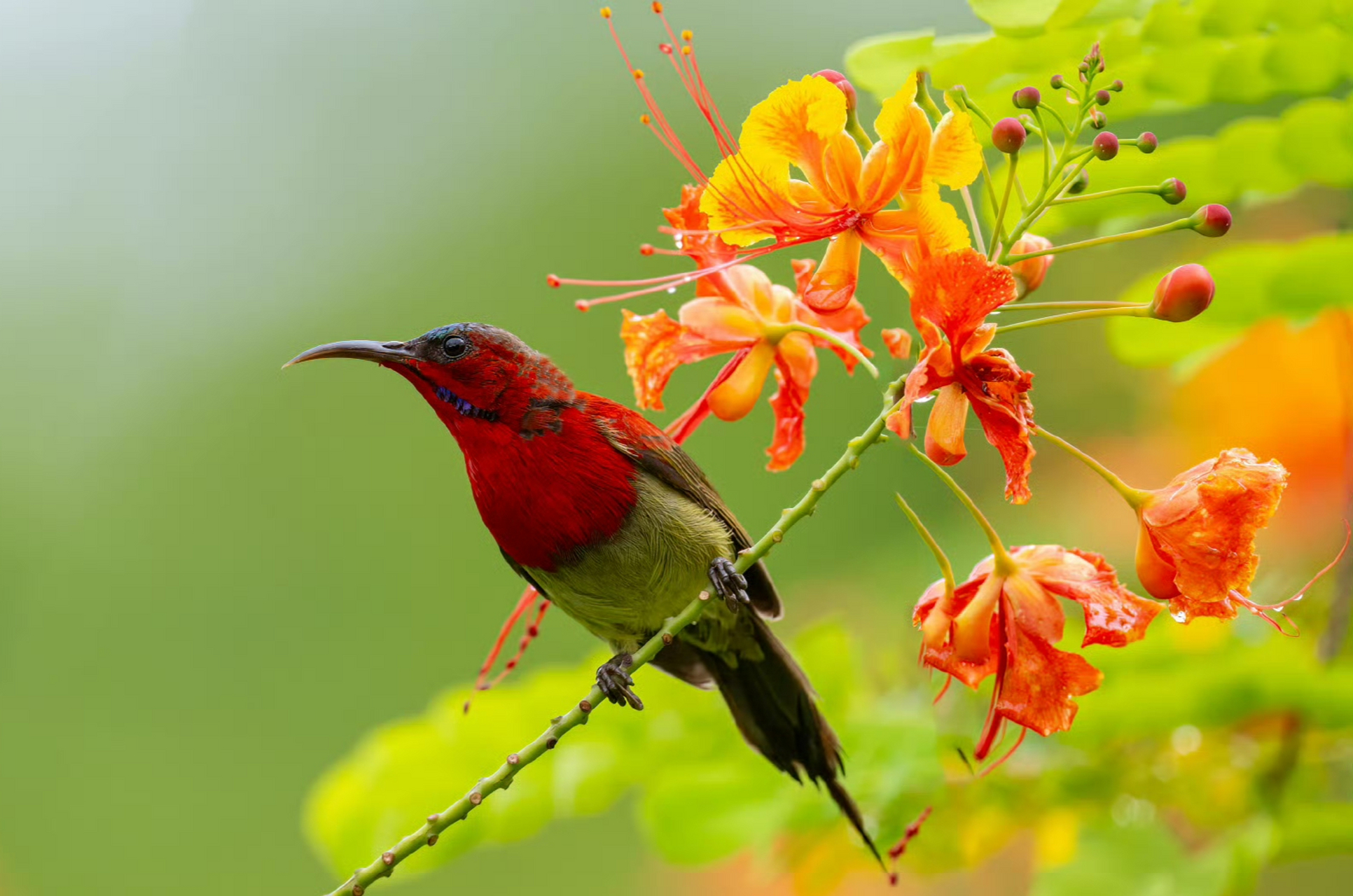 黄腰太阳鸟(雄) 有几个黄腰太阳鸟的家庭每天都在金凤花上采蜜,亚成鸟