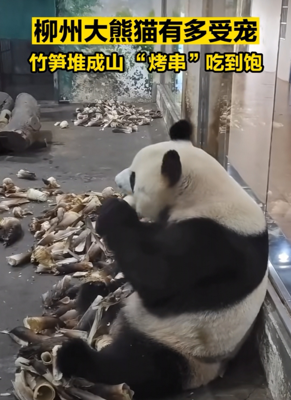 熊猫吃烤串?[嘻嘻][嘻嘻]