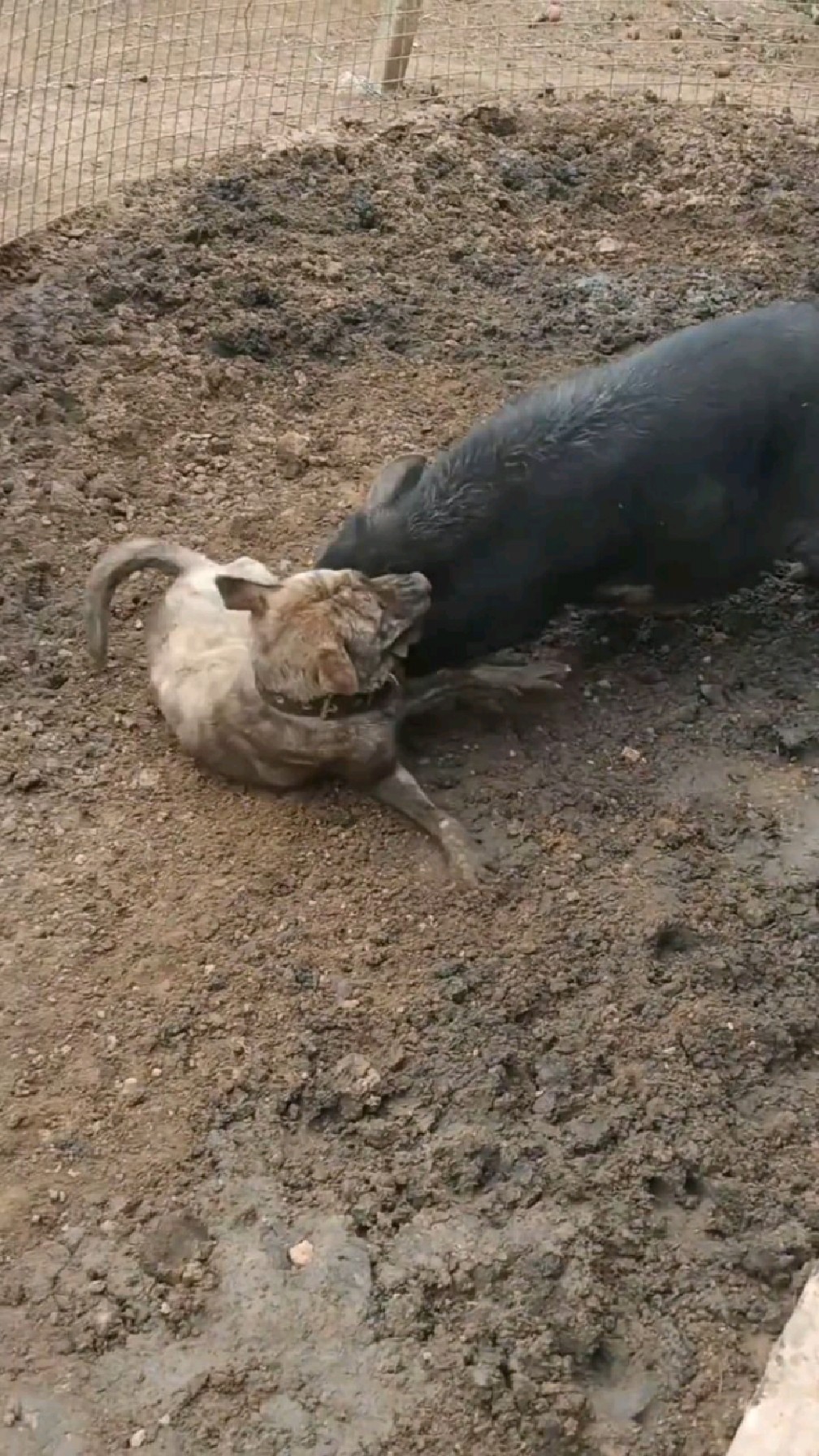 狗子大战野猪,真是太激烈了