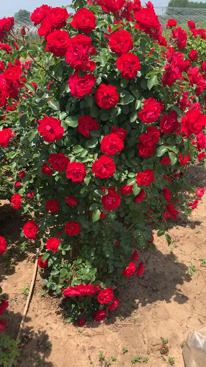 藤本月季鲁硕红花量多花期长多季循环开花适合做拱门花墙花柱等造型