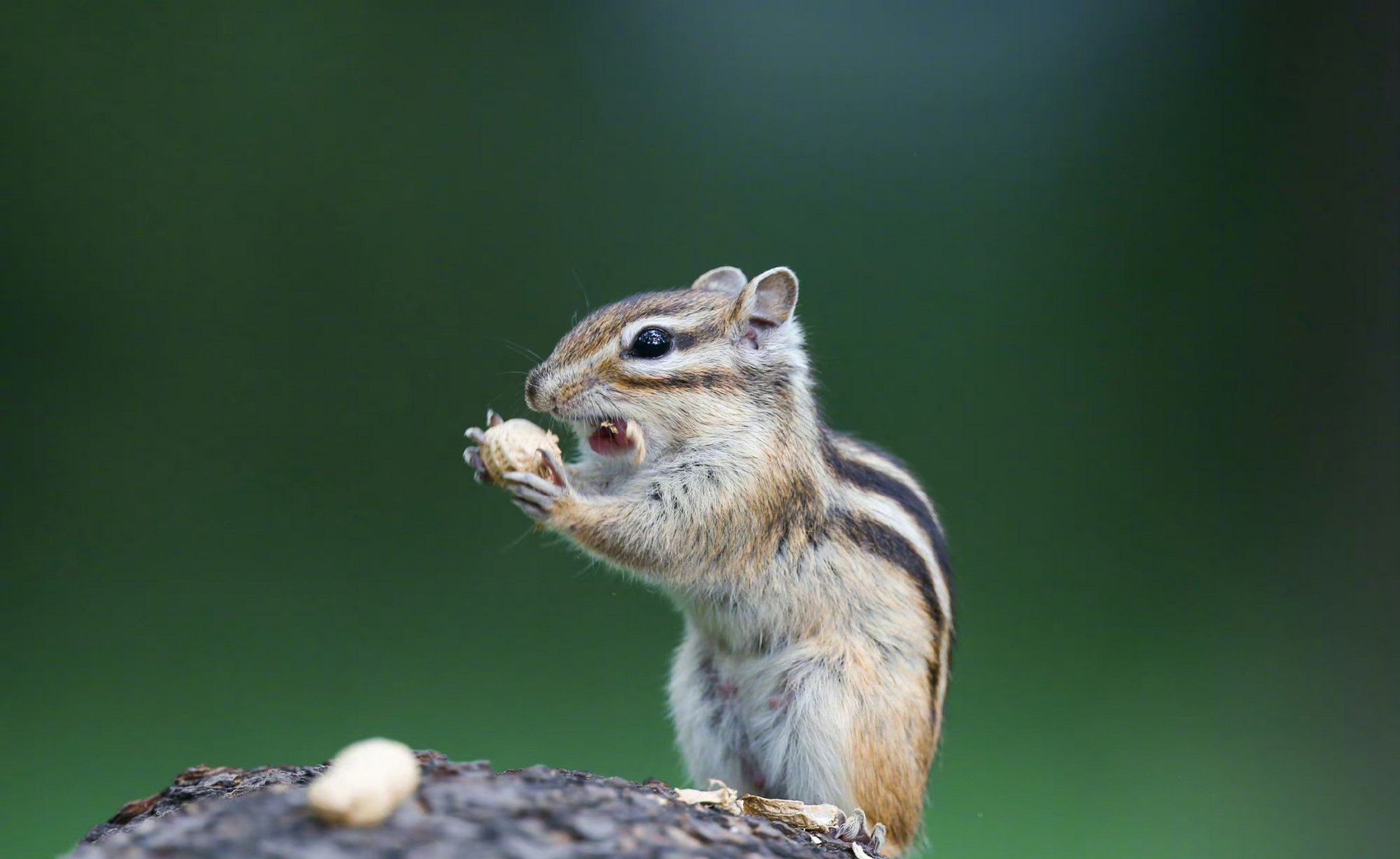 北陵公园花栗鼠林间穿梭觅食.