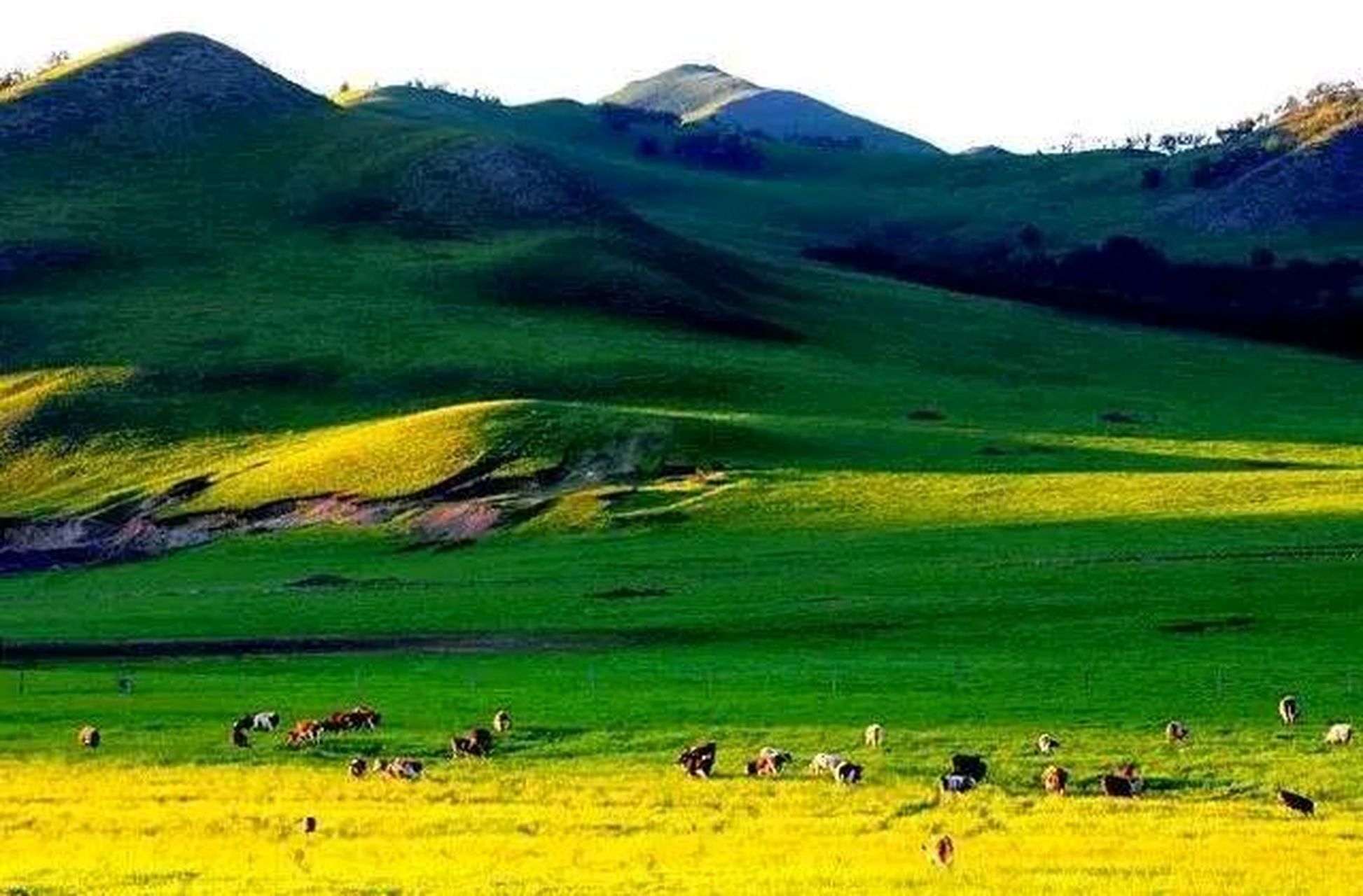 内蒙古通辽科尔沁草原.