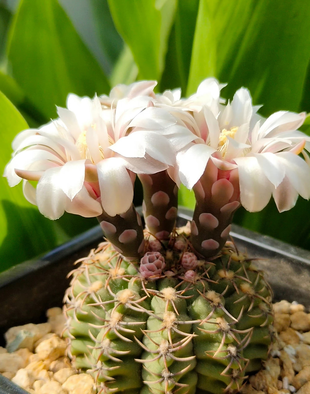 多肉仙人球 瑞昌玉 丽蛇丸 67