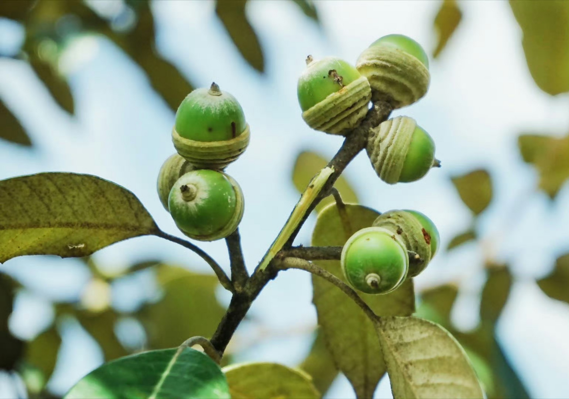 黄毛青冈,为壳斗科青冈属植物,壳斗浅碗形,密被黄色绒毛,生于海拔1
