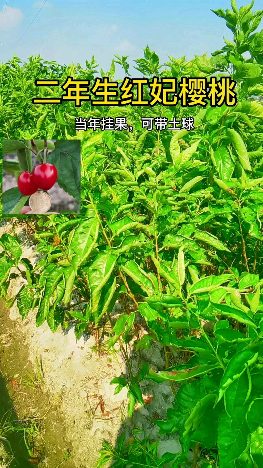 两年生红妃樱桃树苗,当年可以挂果,可以带土球-度小视