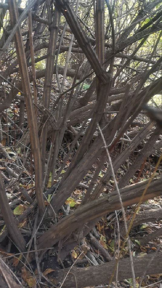 降龙木又名六棱木是制作手串以及拐杖的绝佳材料