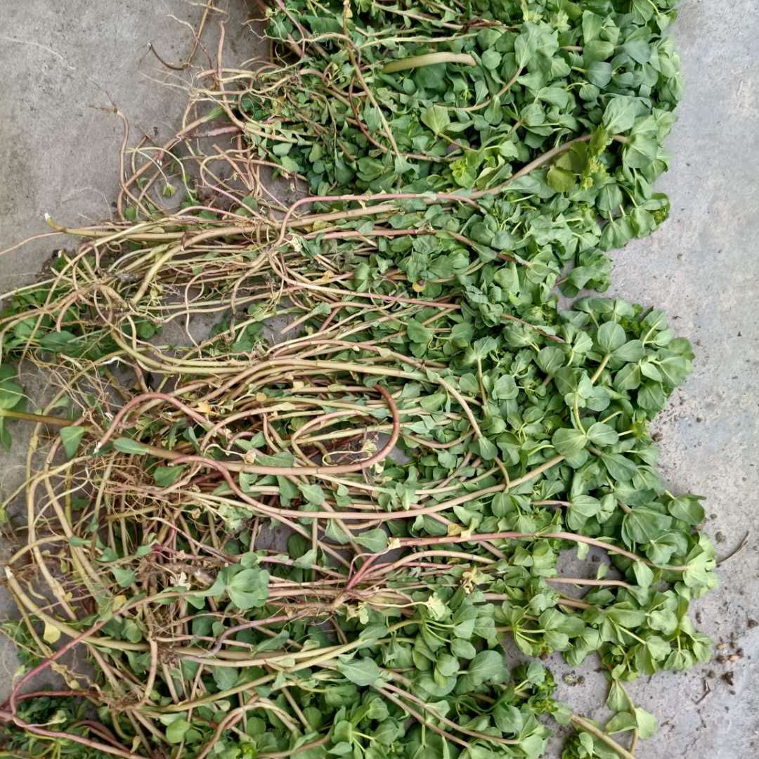 泽漆的别名有哪些,它有什么利用价值?