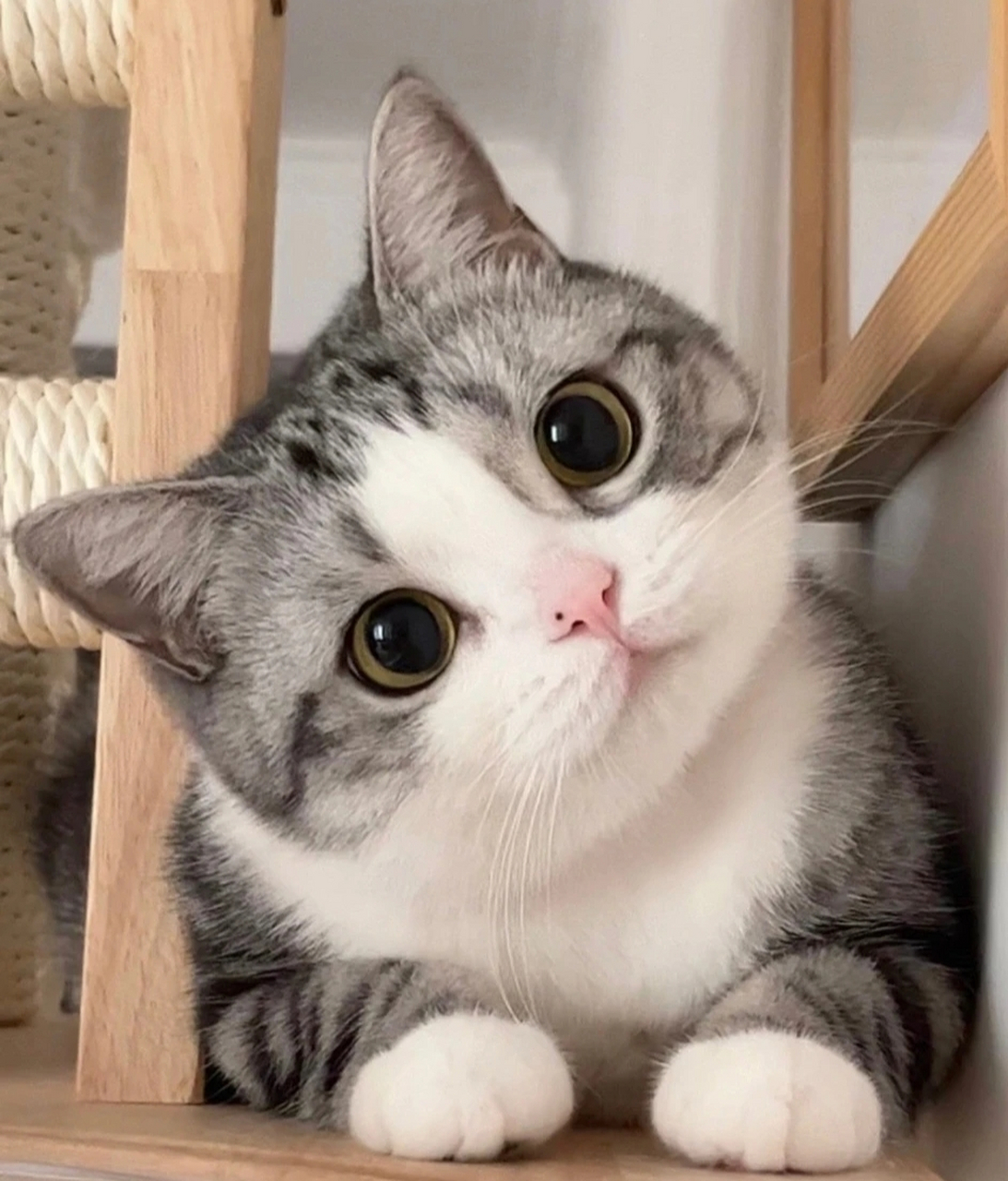 这么可爱的猫咪,你喜欢吗?看着心情美美哒!