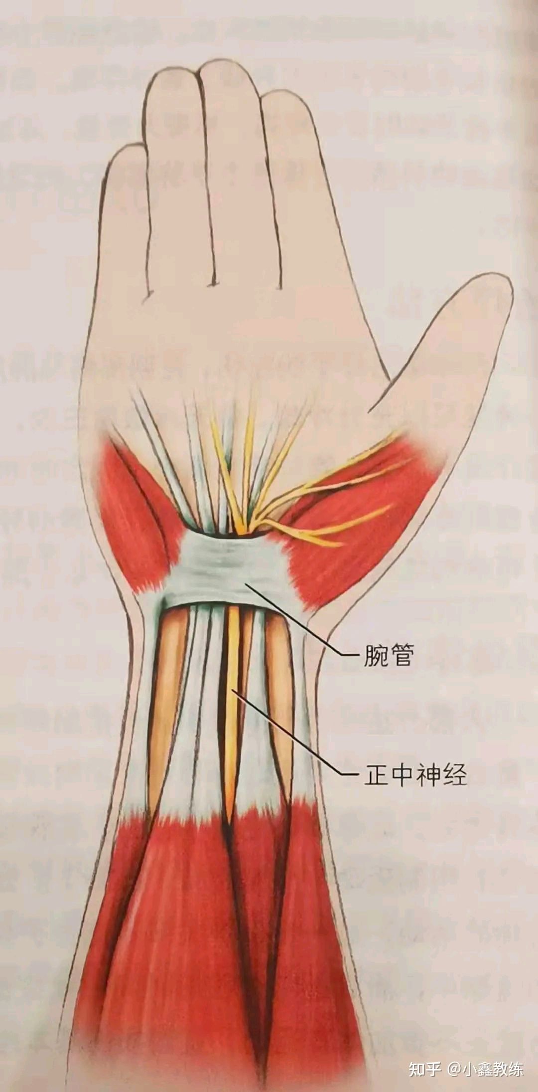 尺侧腕伸肌腱鞘炎位置图片