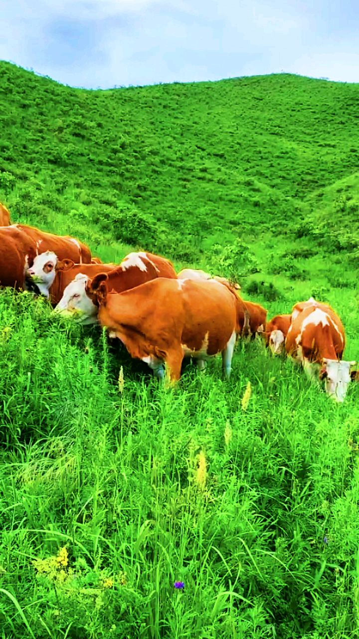 青青牧场肥美牛群