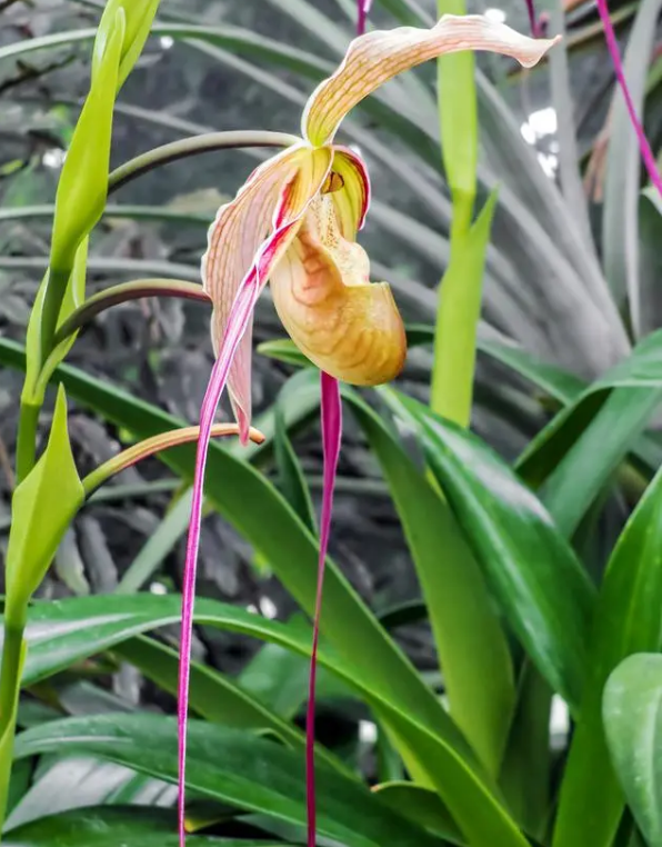 海南香兰盆景怎么养