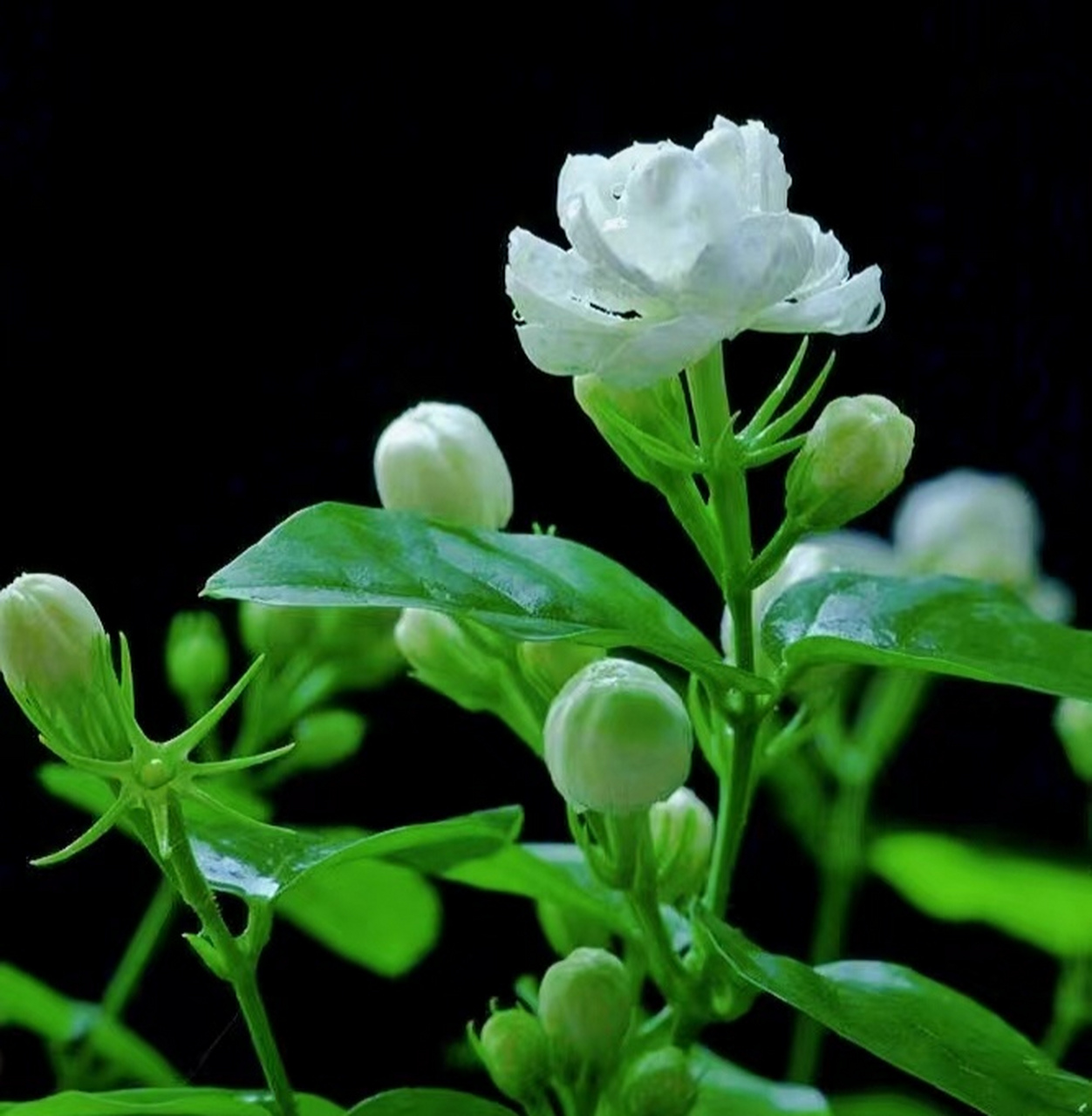 茉莉花的花语:"纯洁的爱坚贞的爱情 茉莉茉莉,莫离莫离,赠君茉莉,愿君