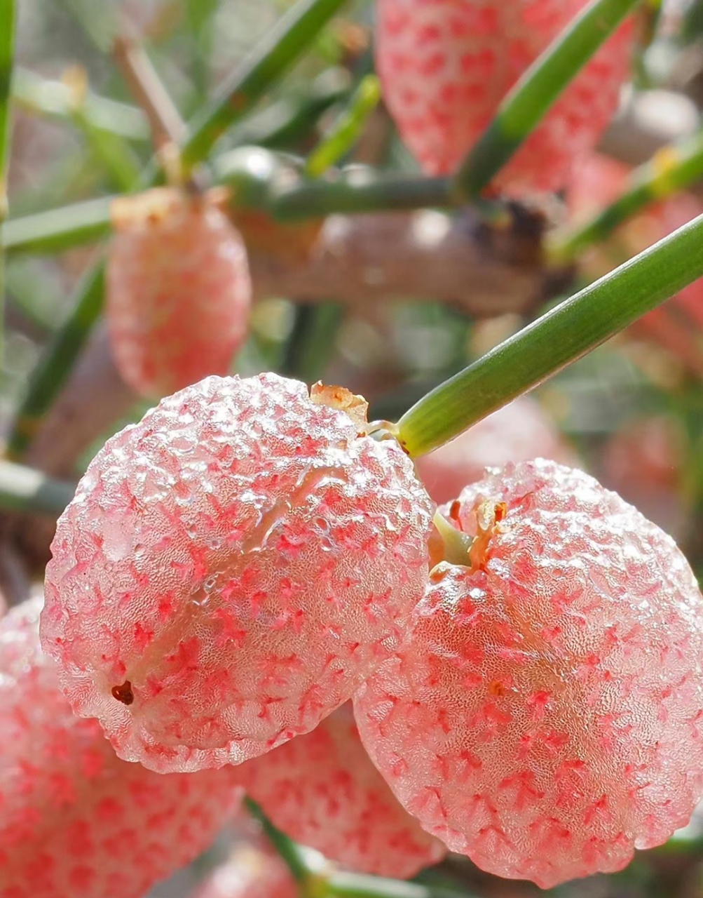 泡果沙拐枣 calligonum junceum蓼科 沙拐枣属 .永远相信努力的价值,