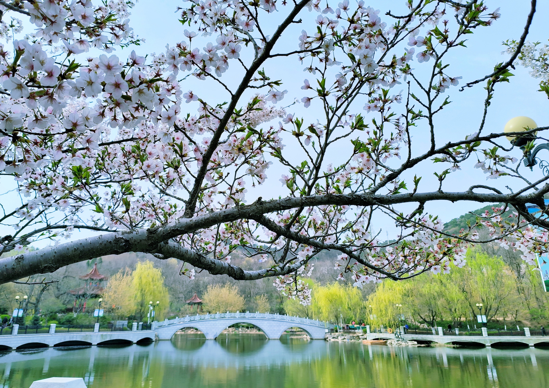 大连植物园樱花图片