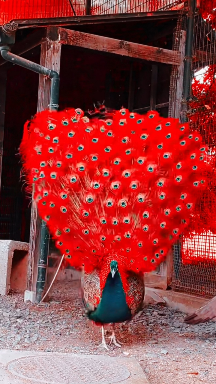 孔雀还有红色的,太漂亮了吧.