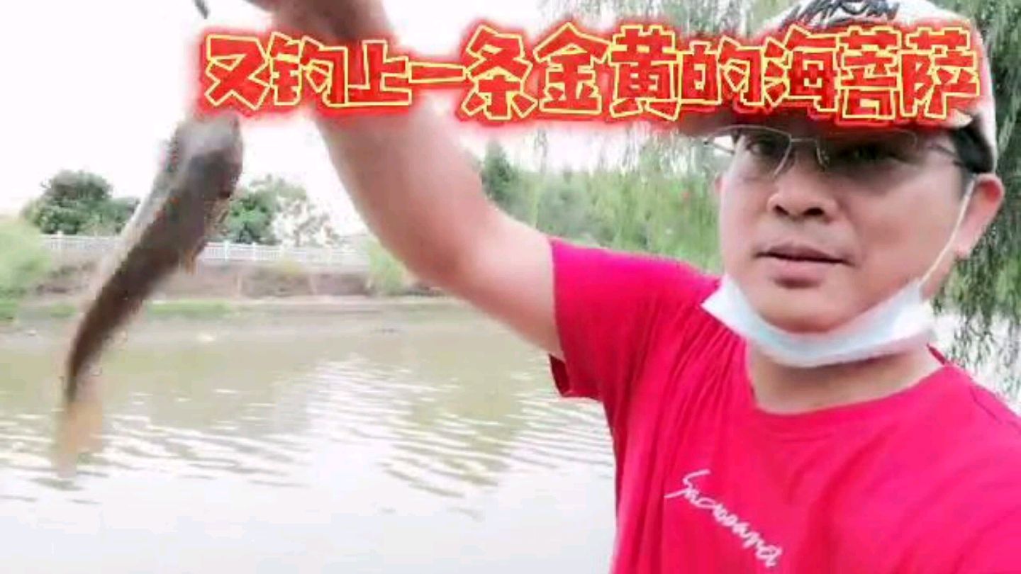 金黄色海菩萨鱼!粤西茂名近效白沙河频频起钓!大鱼竟把我钓杆拉跑