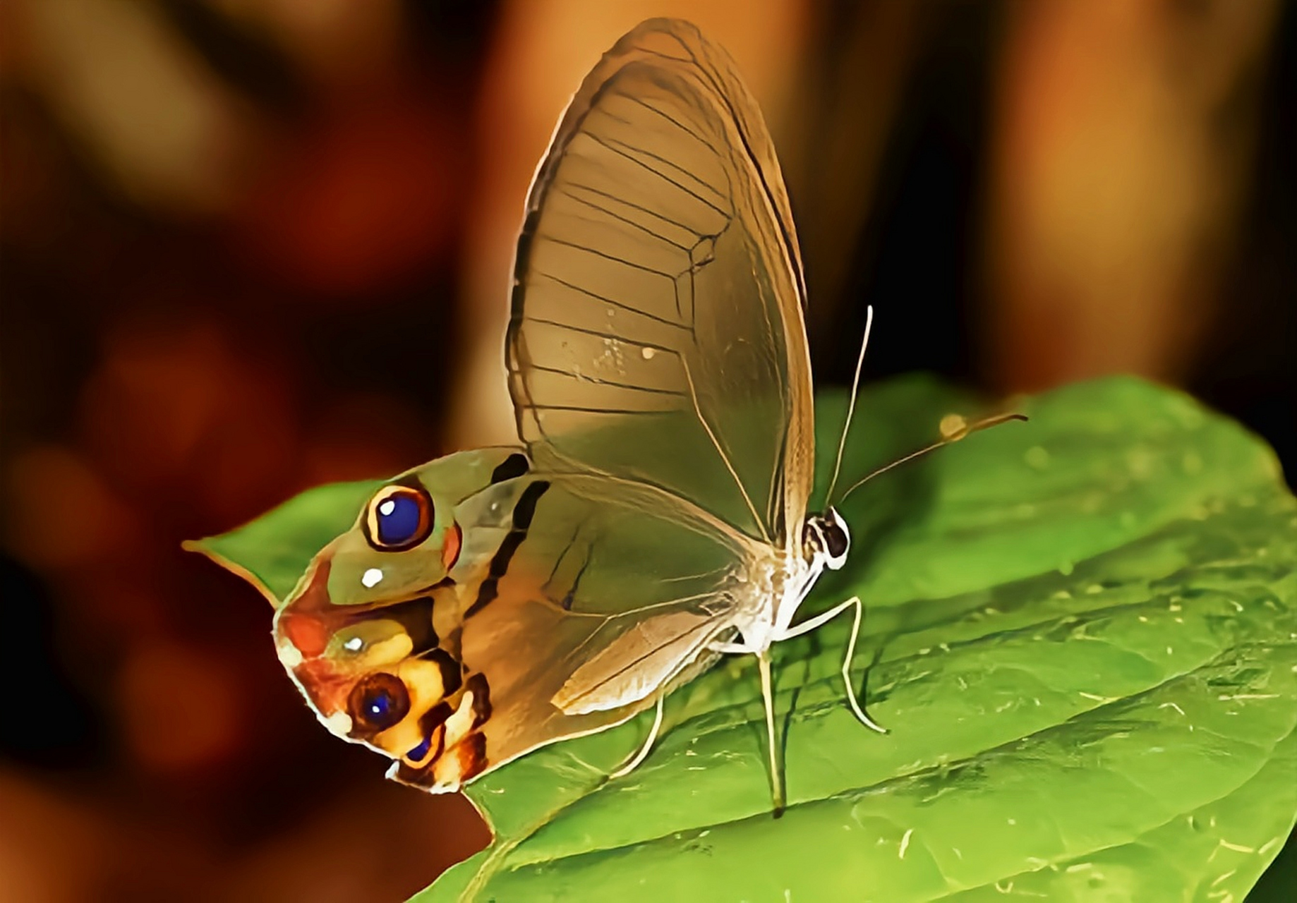 每天认识一种昆虫——黄晶眼蝶 黄晶眼蝶分布于南美洲委内瑞拉