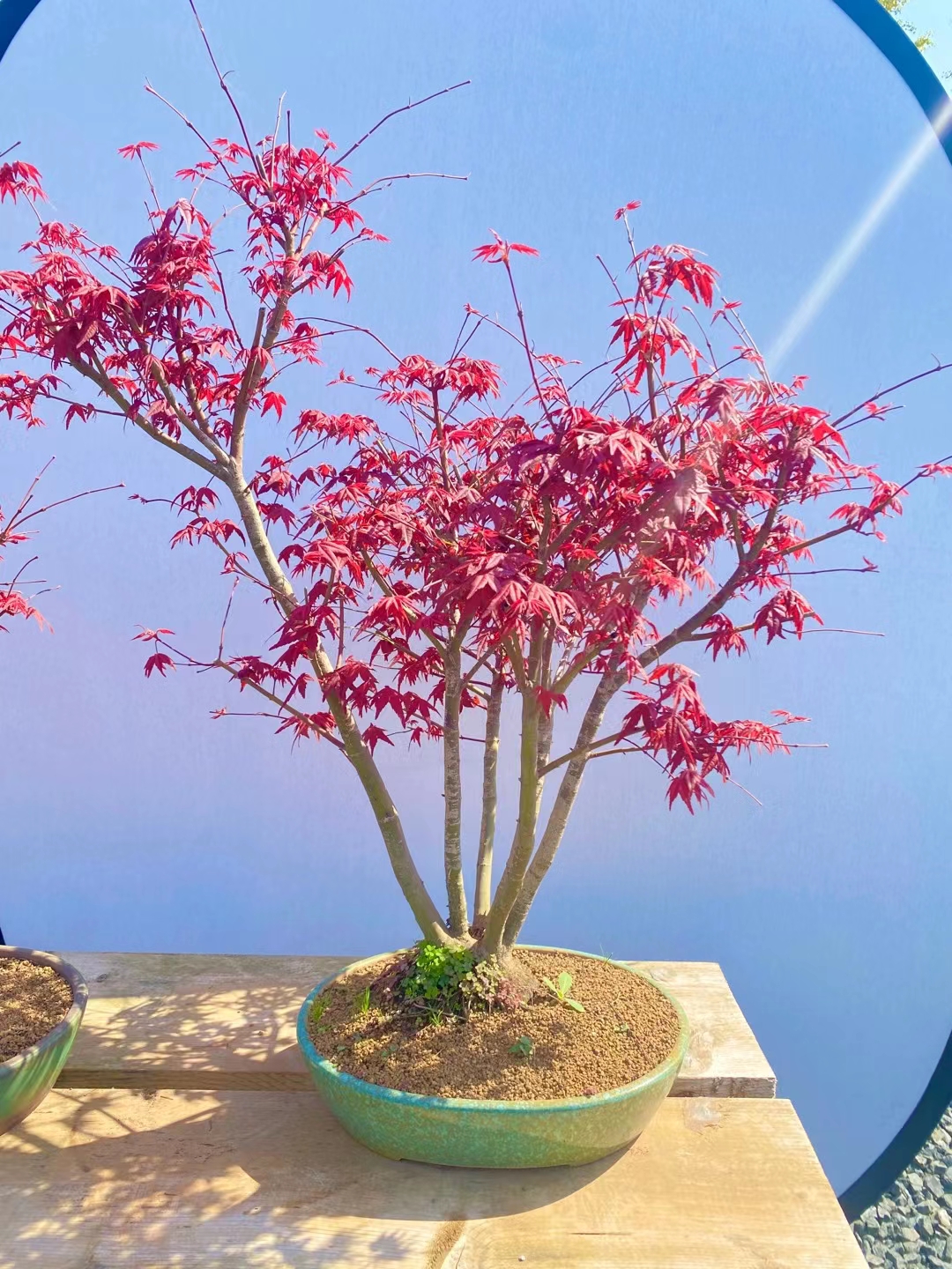 一本多杆日本红枫,太美了