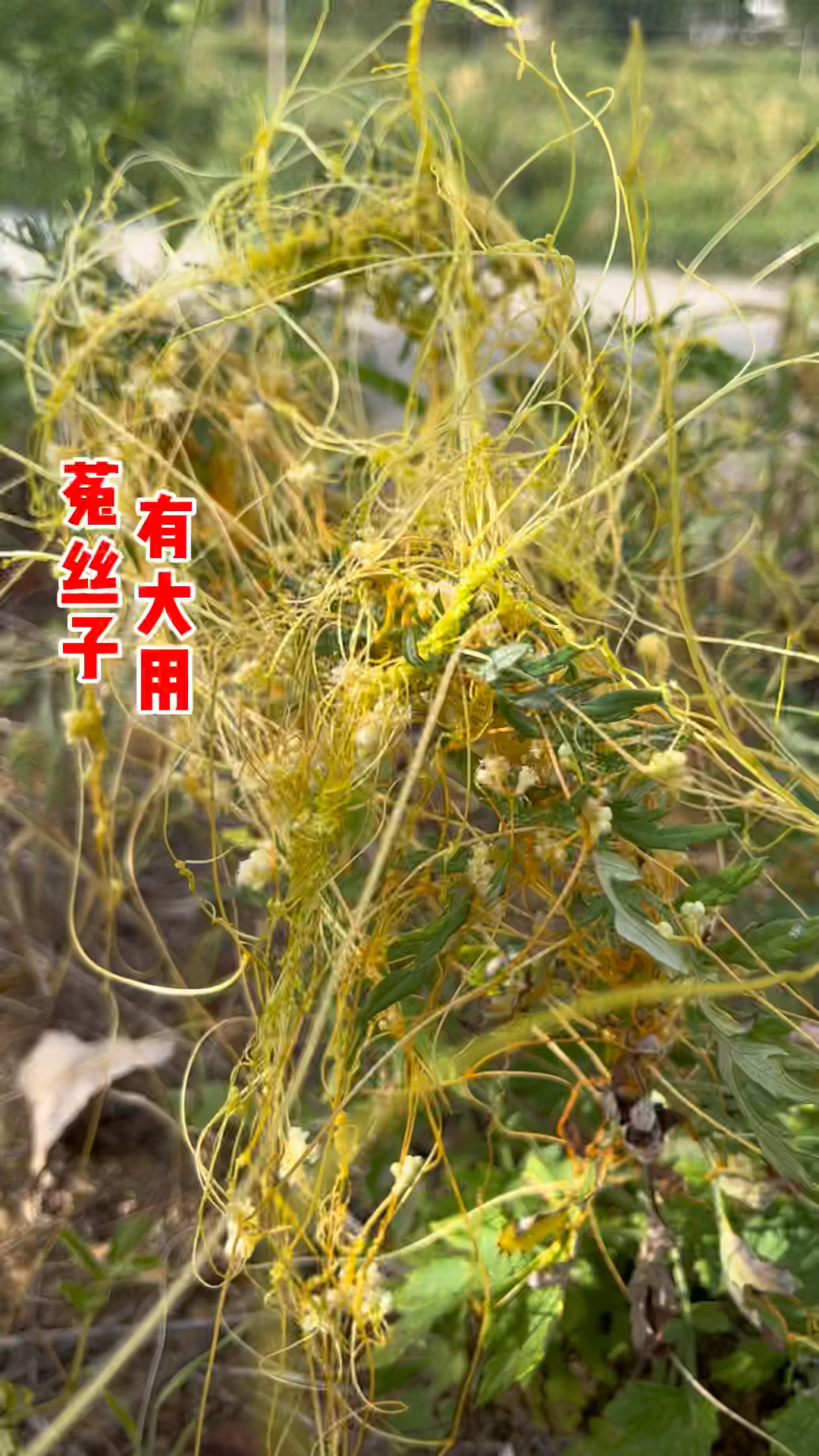 君为女萝草,妾作菟丝花,大名鼎鼎的植物"菟丝子,你了解吗-度小视