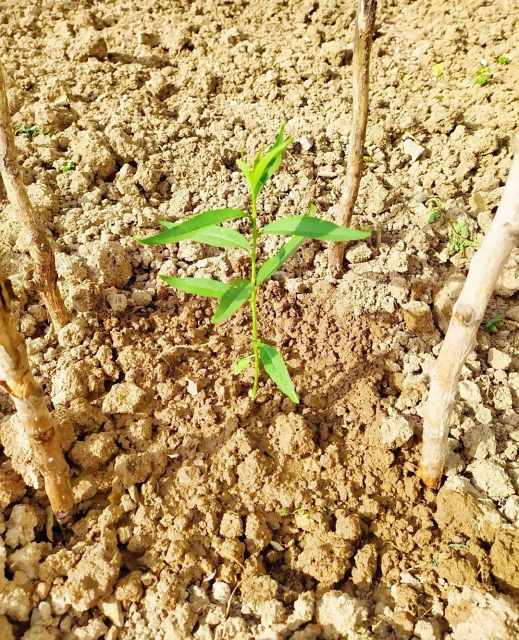 小桃树苗,小时候看到这样的苗总会是挖回去,然后再栽上它,等它长大!