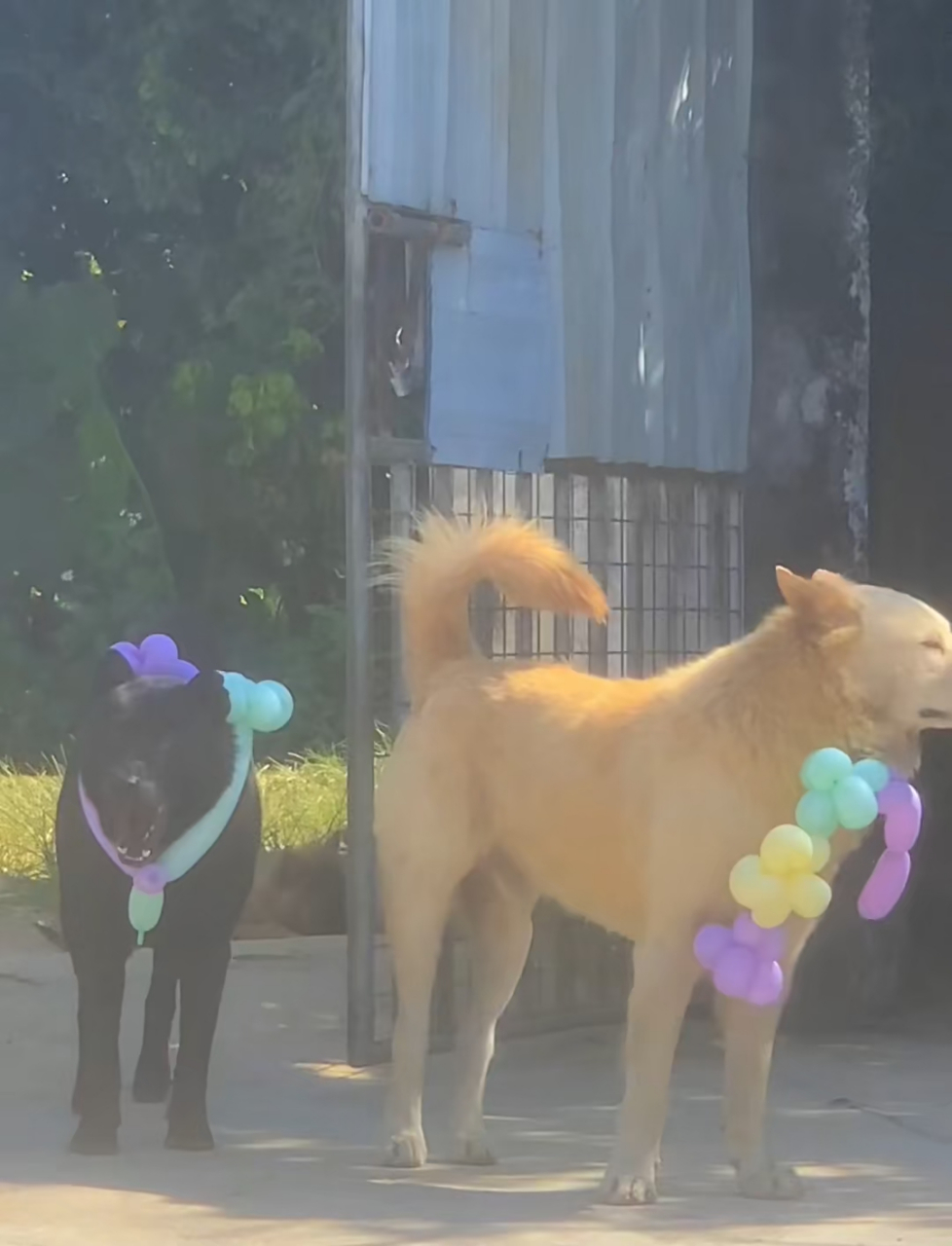 这条街最靓的仔[打call]