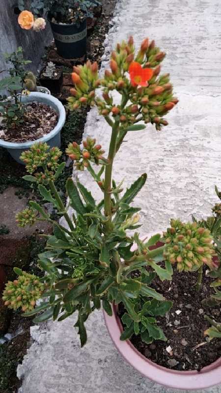 高大又粗壮的橘红色鹿角长寿花