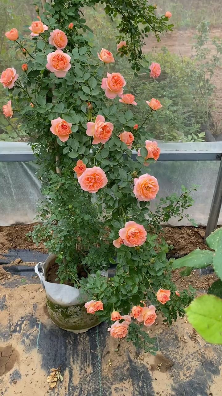 藤本月季甜梦花量多花期长多季循环开花