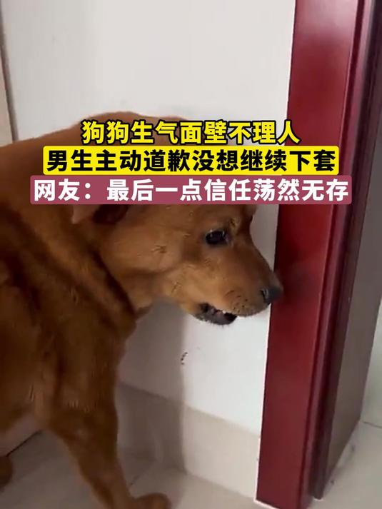 狗狗生气面壁不理人,男生主动道歉没想继续下套