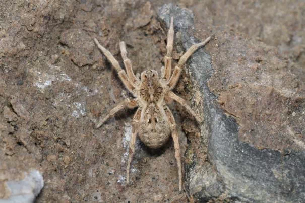 标准速览|国内常见毒蜘蛛您认识几种?蜘蛛咬伤如何鉴别?