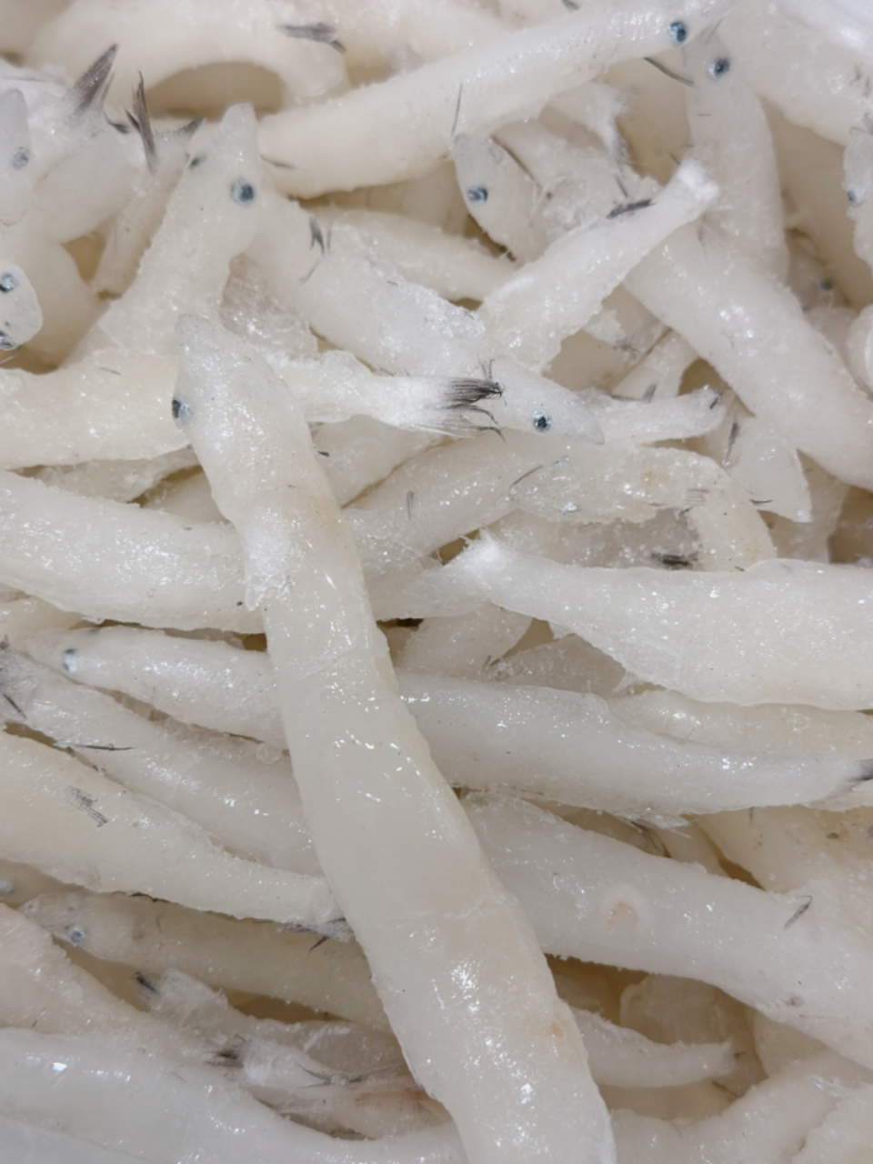 查干湖冬捕时捕到的大银鱼,从未见过这么大的银鱼