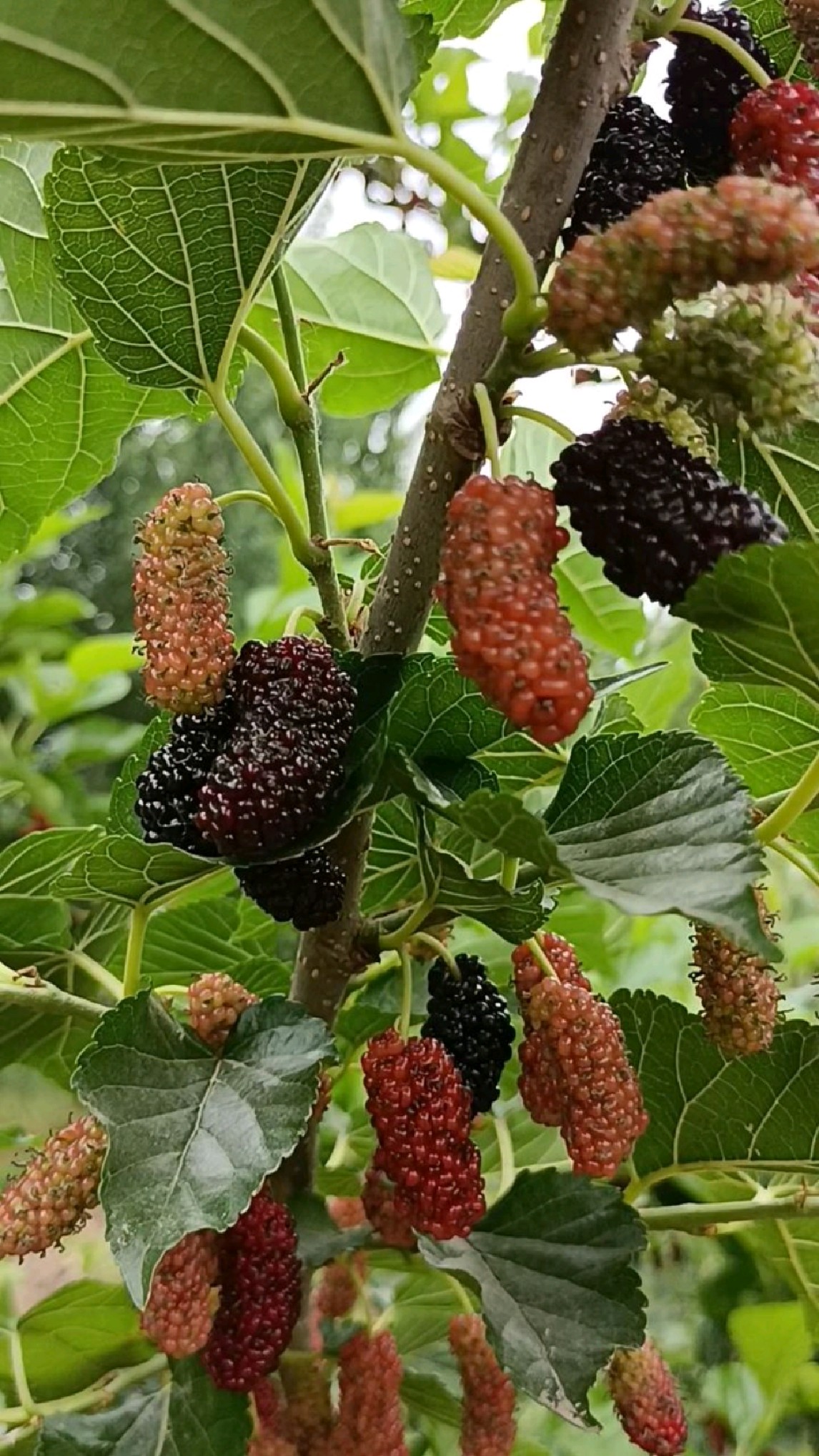 无籽大十果桑几月份成熟上市