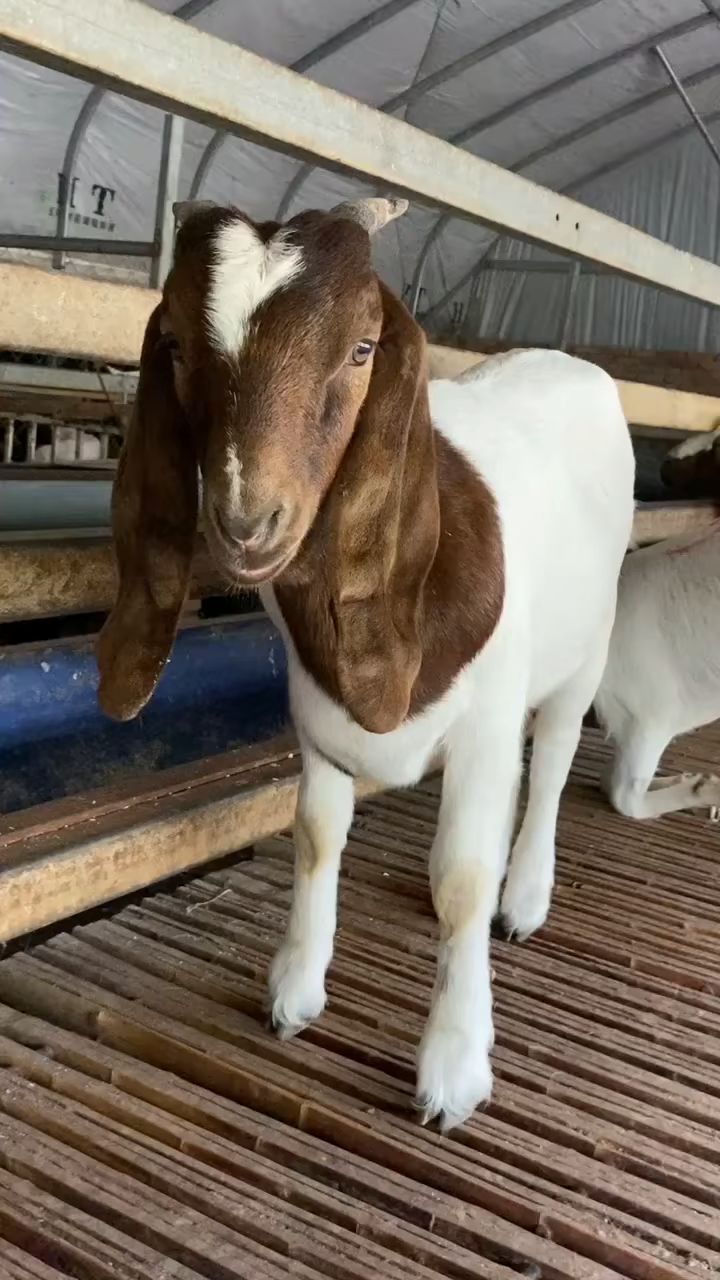 波尔山羊小母羔大耳朵鼓脸四肢粗纯度高生长快-度小视