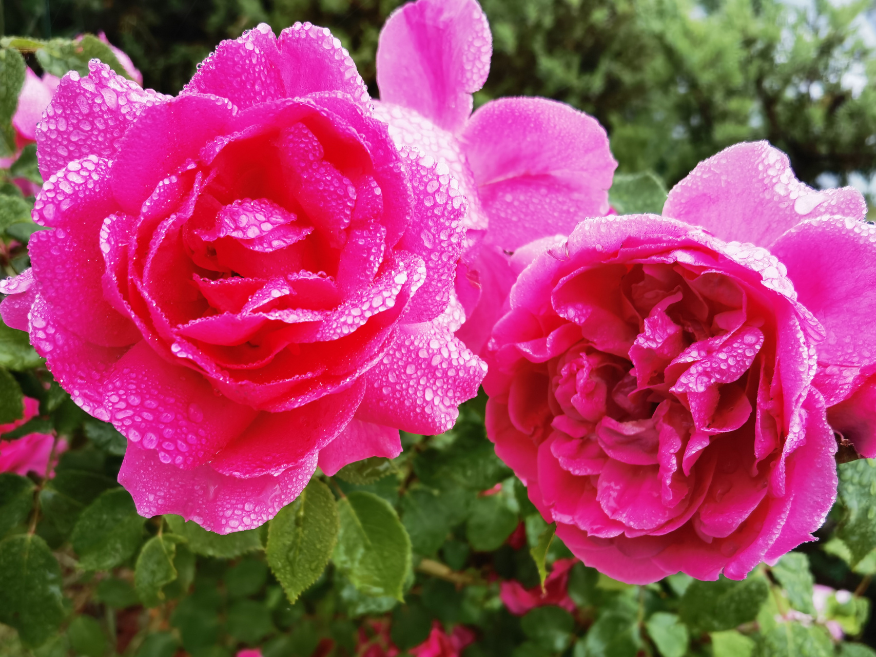 七绝·月季之雨后妆浓 文|草堂天闲  雨霁天晴花草艳, 嫣然一抹露沾红