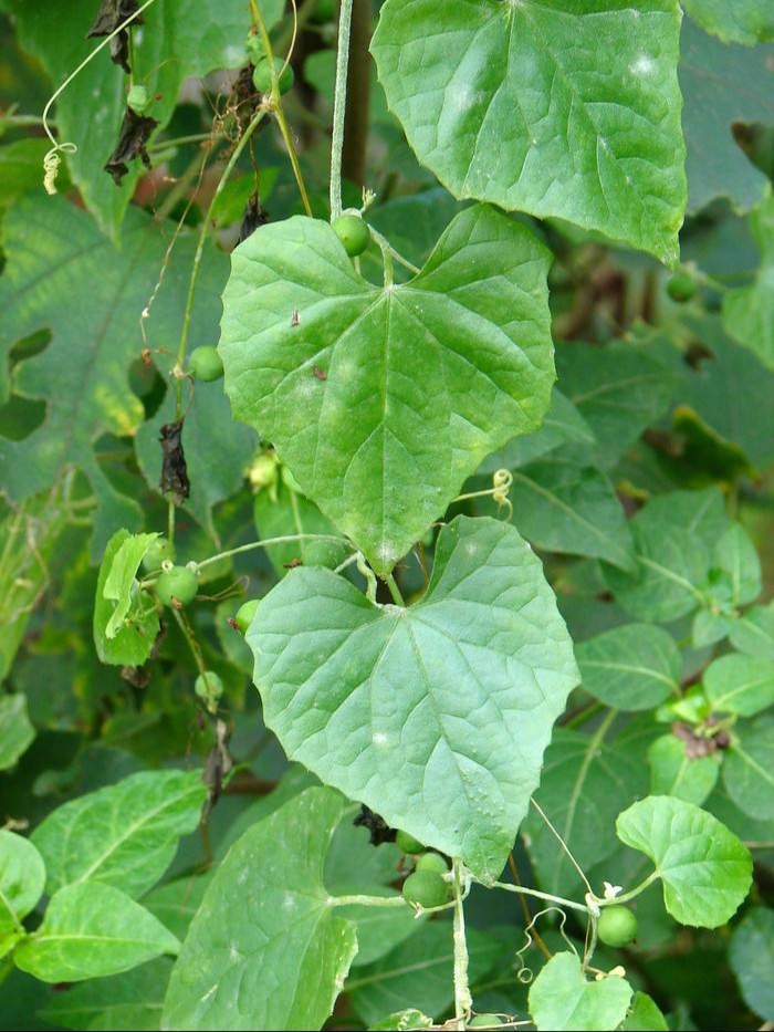 钮子瓜是一种什么样的植物