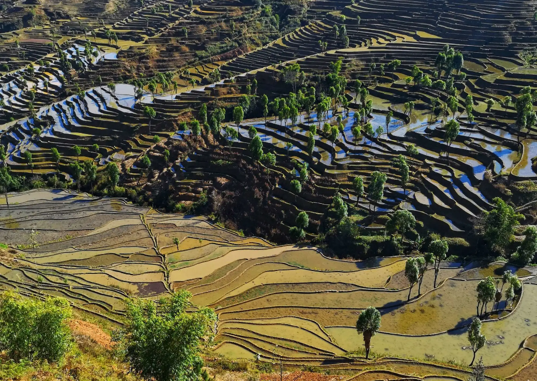 云南红河杨柳梯田旅游攻略
