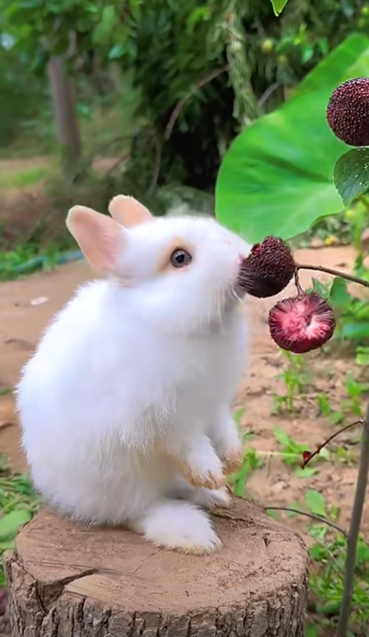 蹲在树墩上,沉醉吃着杨梅,这可爱的小兔子生活真滋润啊!#动物趣图