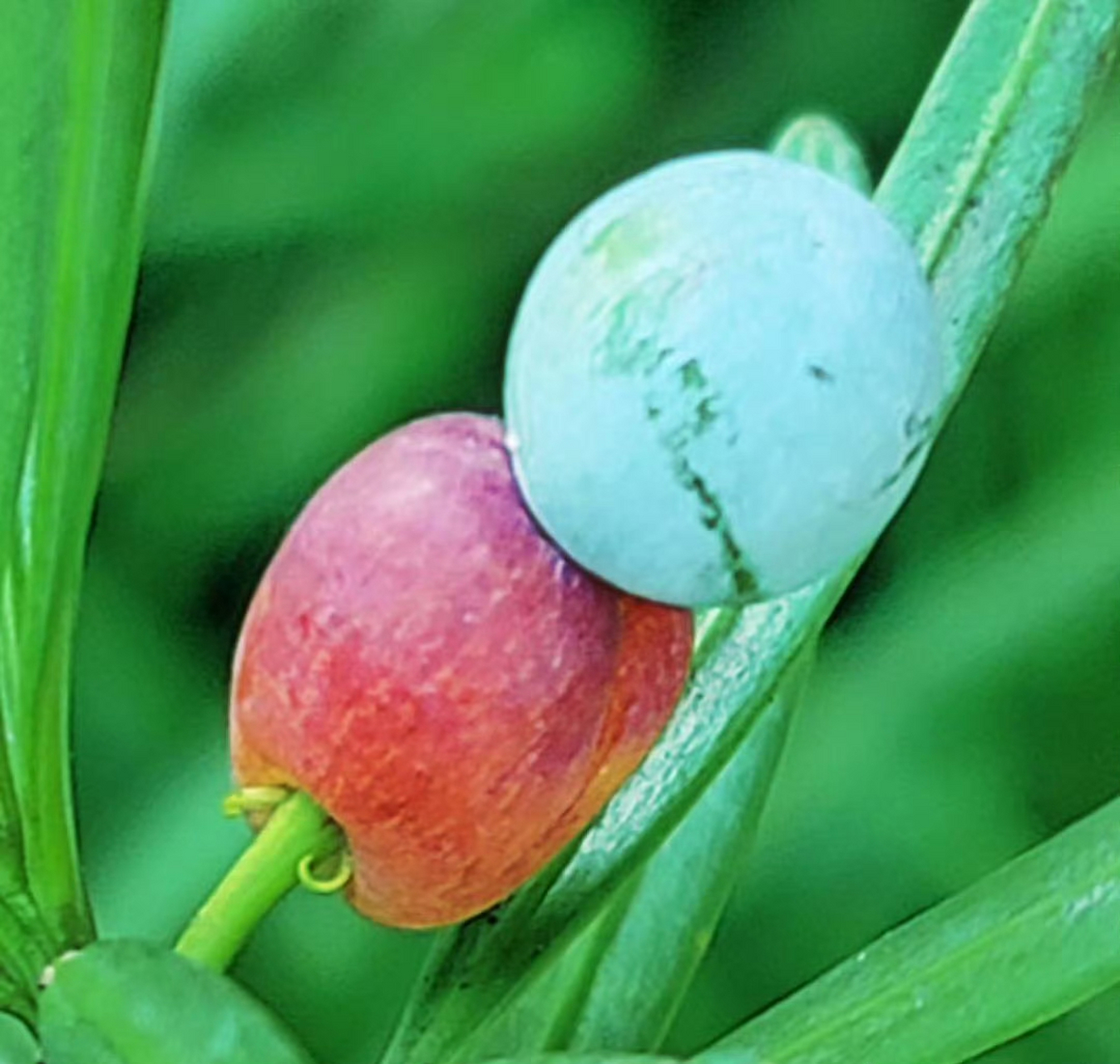 罗汉松因红色肉质种托似罗汉的袈裟,种子似罗汉的光脑袋,故名"罗汉松"