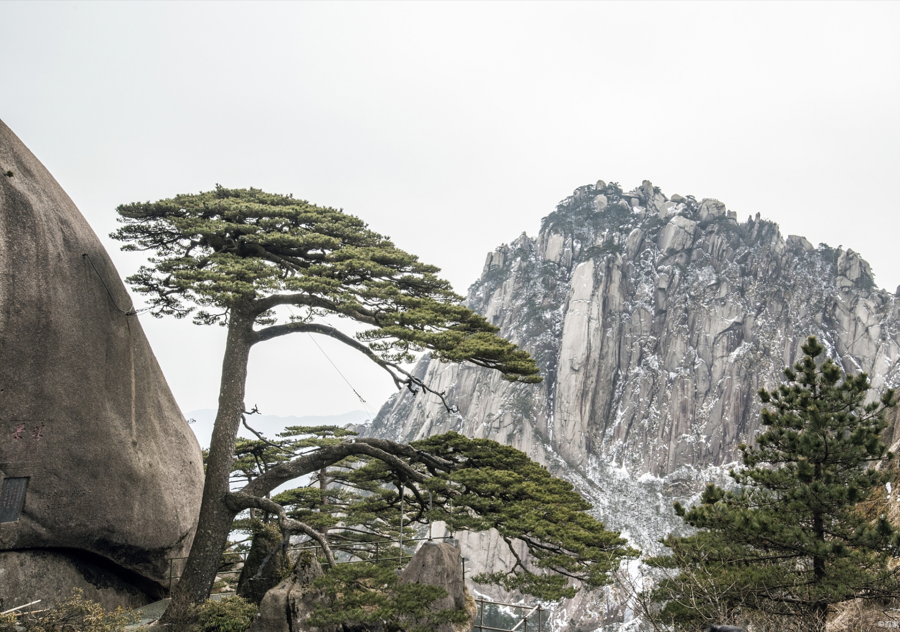 雪山青松的图片大全图片