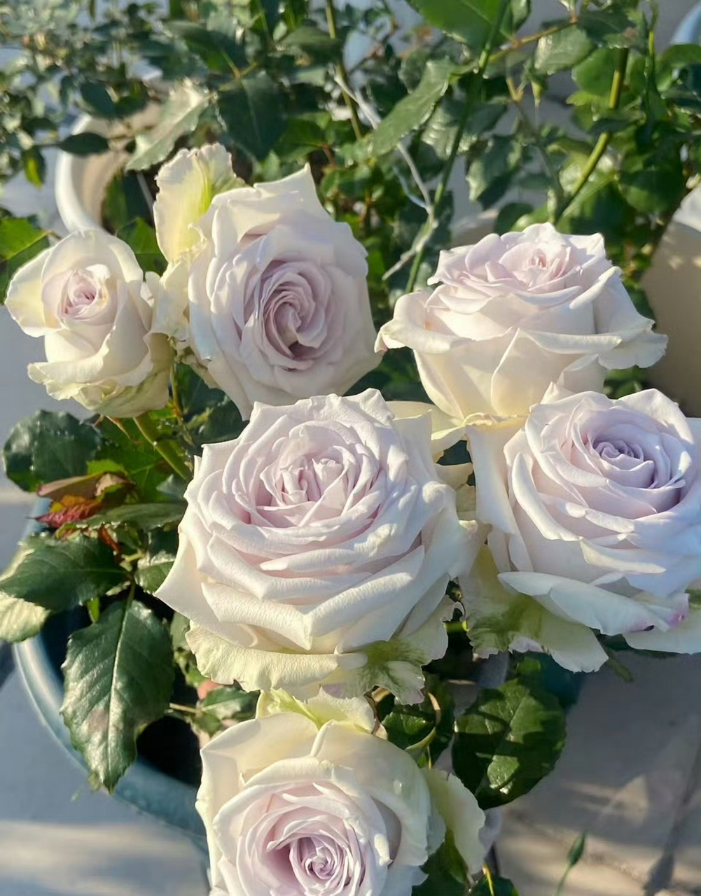 月季——海洋之谜 复古的高杯花型,浅淡的香芋紫心被包裹在微微泛绿的