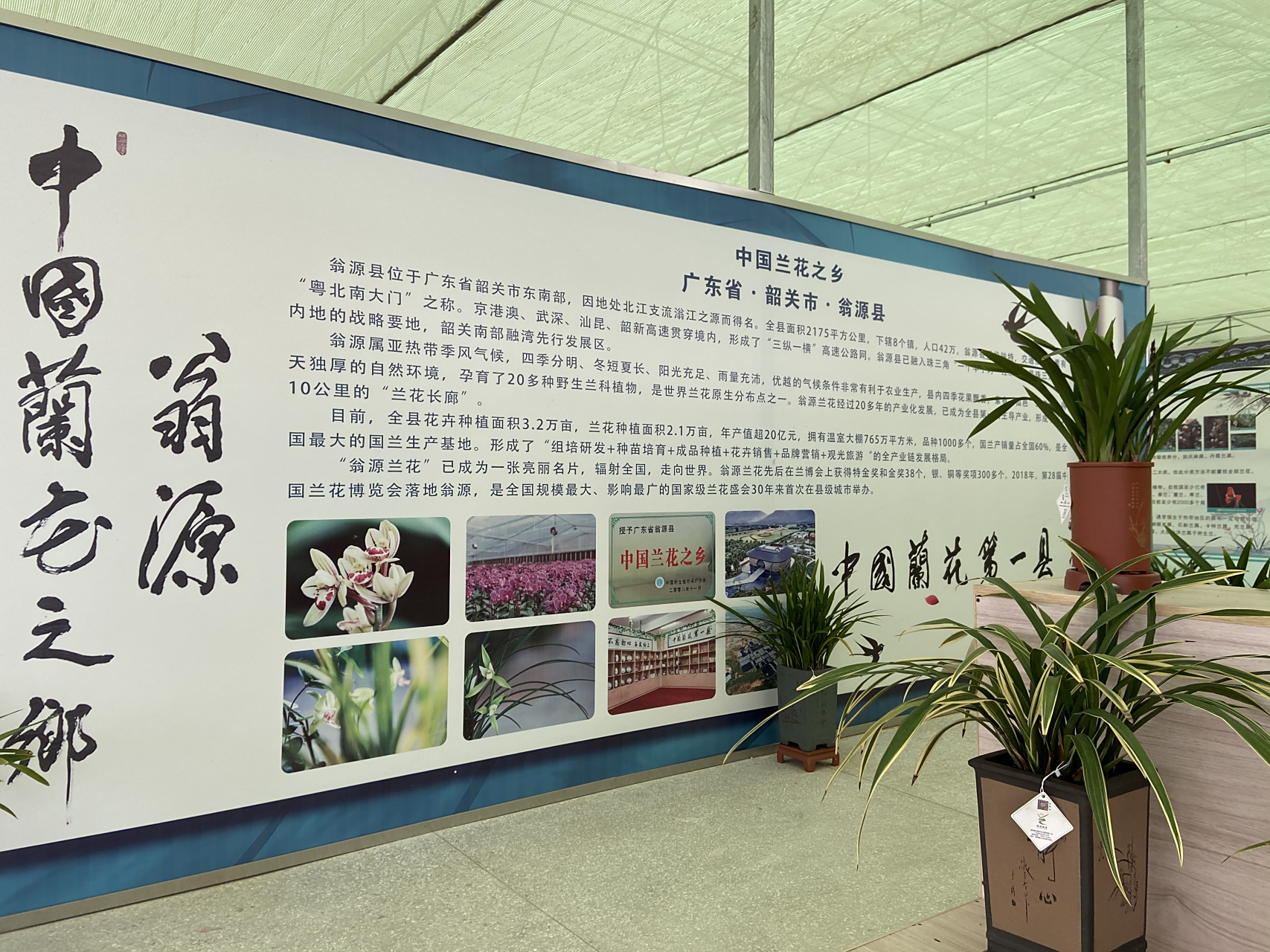 中国兰花之乡-广东翁源 中国兰花第一县