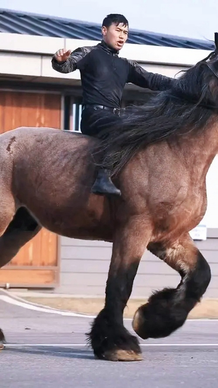 这就是欧洲的夏尔马,体格高大,身躯厚实肥大,两肋箍筋而深沉,胸部宽大